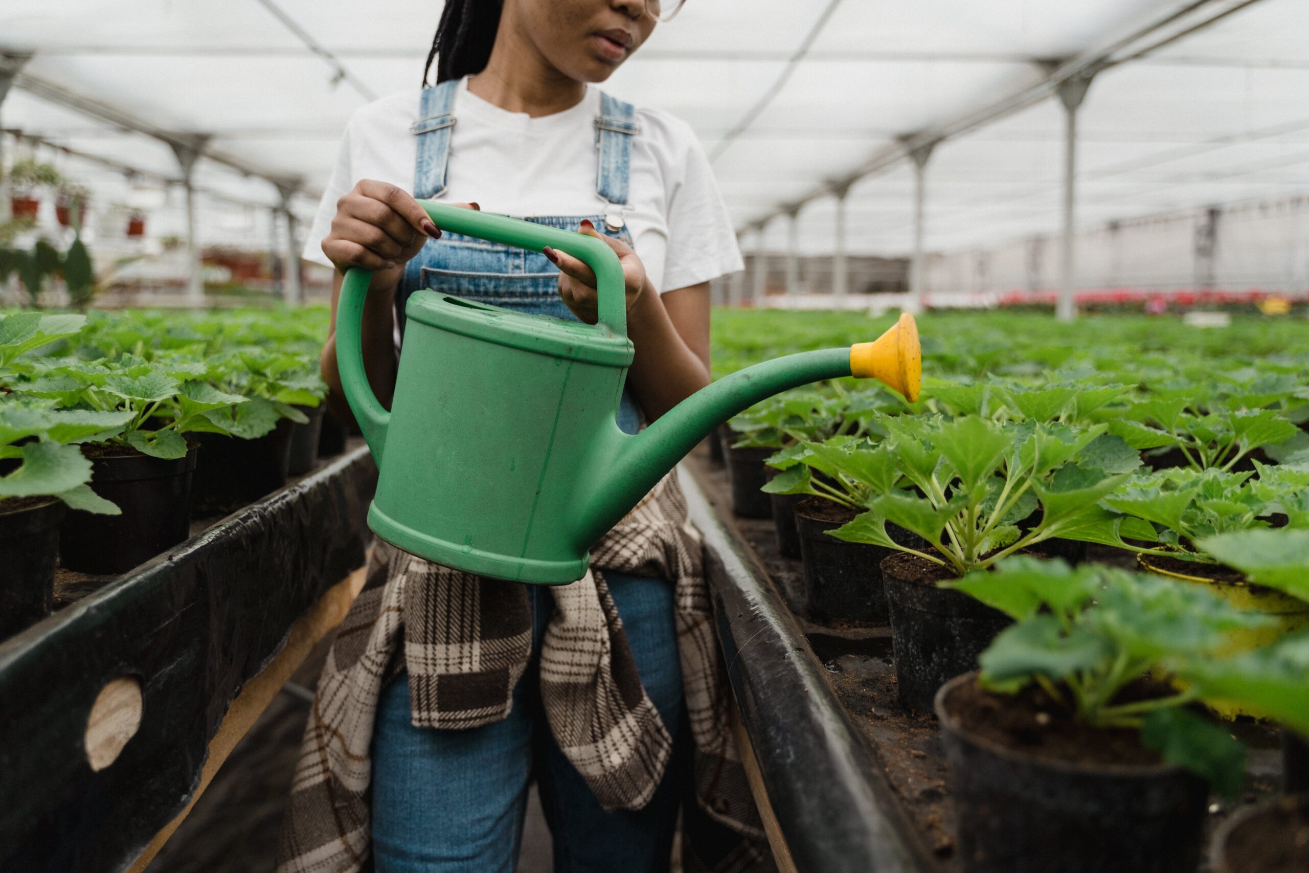 Conseils pour Prévenir les Maladies des Plantes dans Votre Jardin