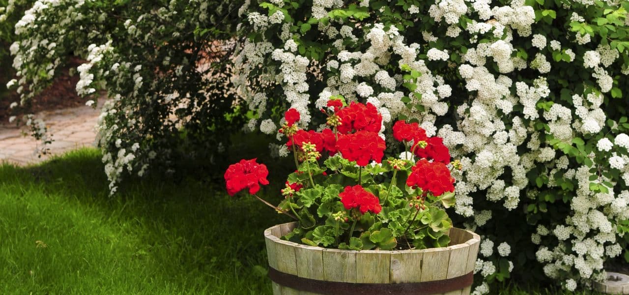 Entretien du Jardin : Astuces Pratiques pour Préserver la Santé de vos Plantes