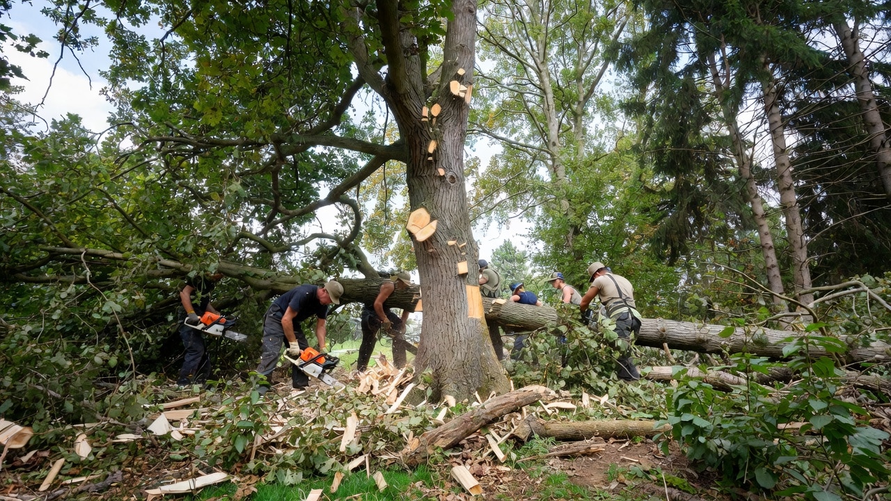 Professionnel en train de découper un grand arbre en zone résidentielle à Illkirch